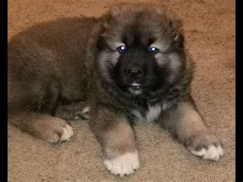 Caucasian Shepherd, Ovcharka Puppy for Sale.